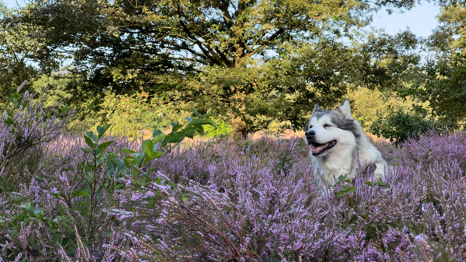 Manami in der Heide der Maasduinen
