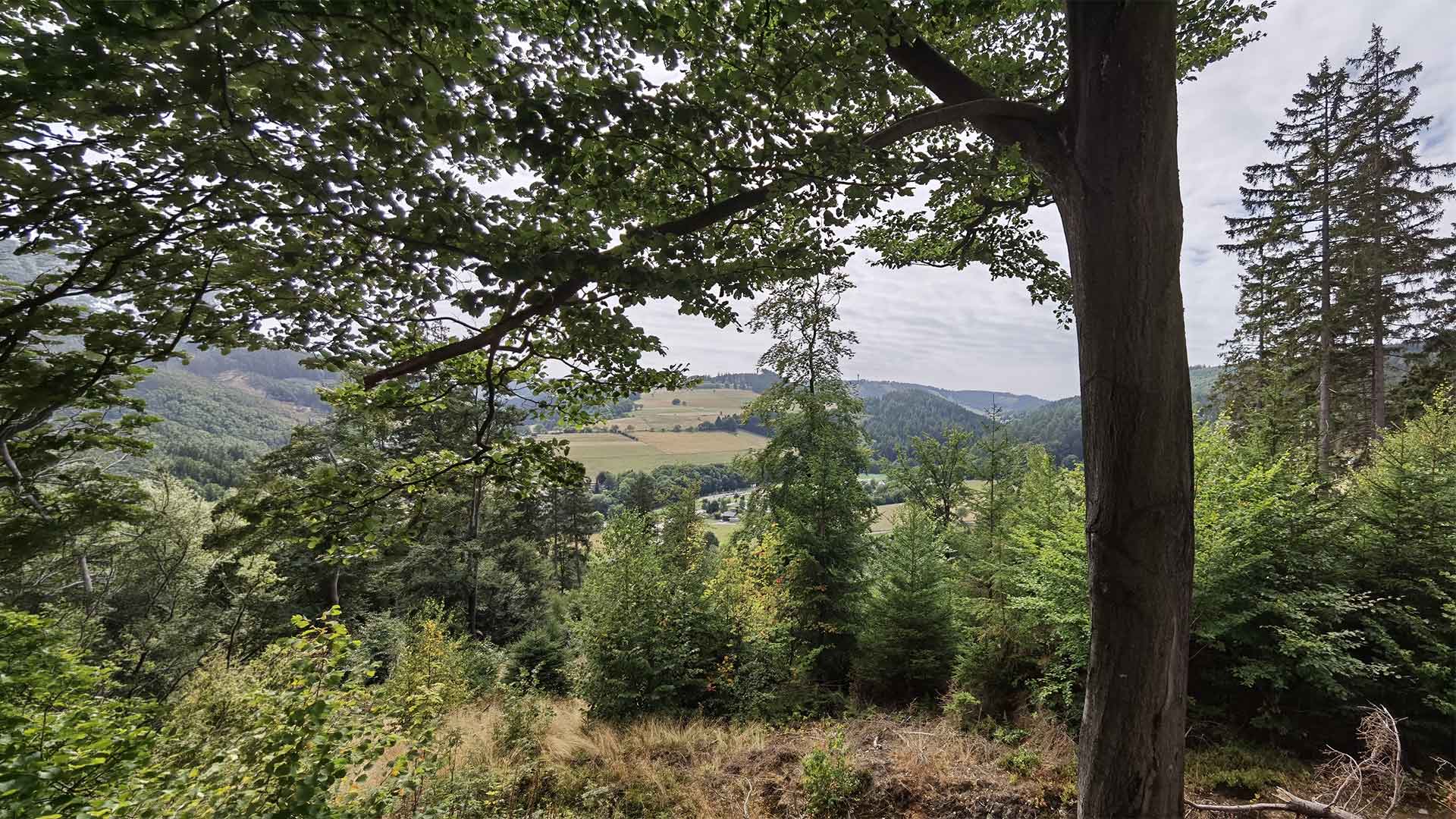 Manami auf einem Waldweg im Sauerland